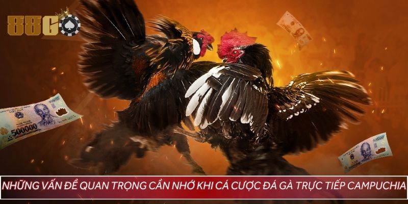 Những vấn đề quan trọng cần nhớ khi cá cược đá gà trực tiếp Campuchia