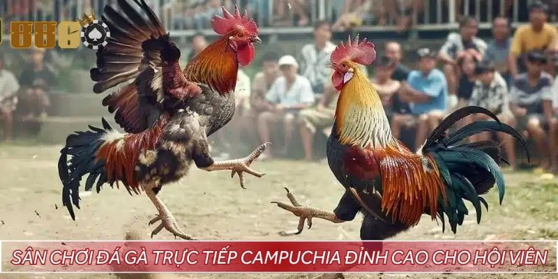 Sân chơi đá gà trực tiếp Campuchia đỉnh cao cho hội viên