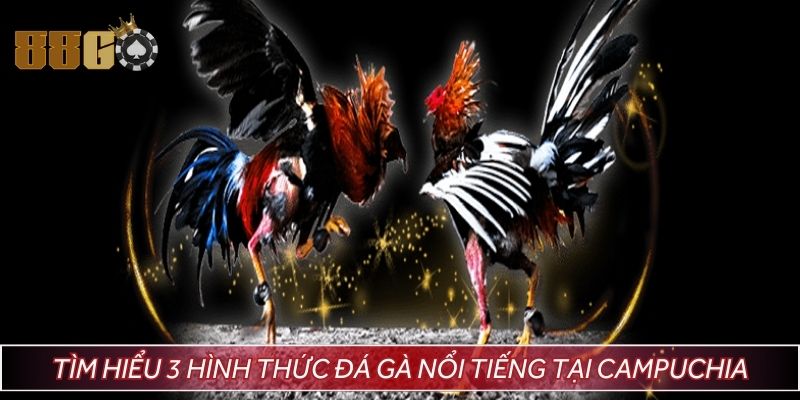 Tìm hiểu 3 hình thức đá gà nổi tiếng tại Campuchia