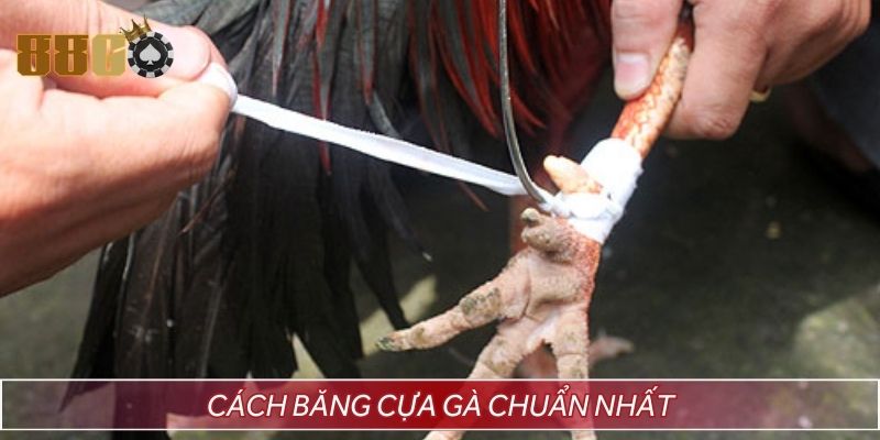 Cách băng cựa gà chính xác cho sư kê