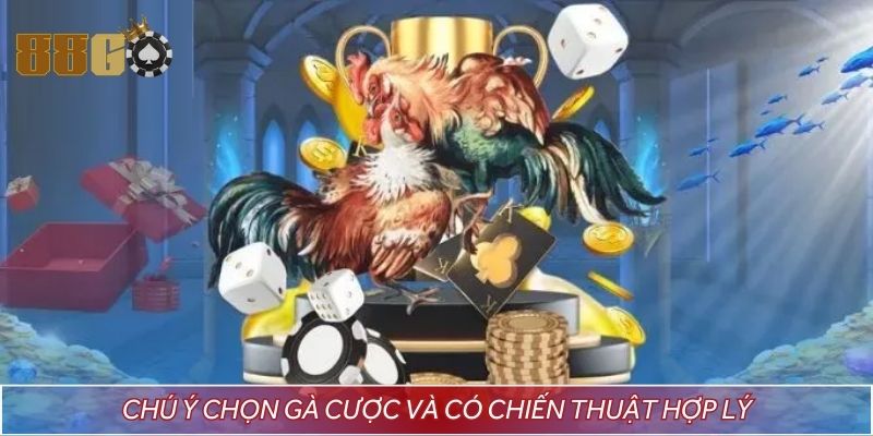 Chú ý chọn gà cược và có chiến thuật hợp lý