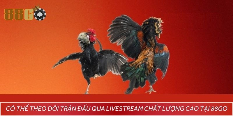 Có thể theo dõi trận đấu qua livestream chất lượng cao tại 88GO