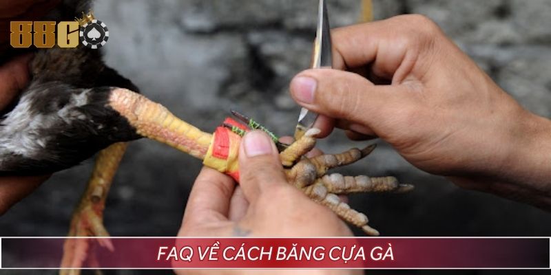 FAQ phổ biến về băng cựa chiến kê