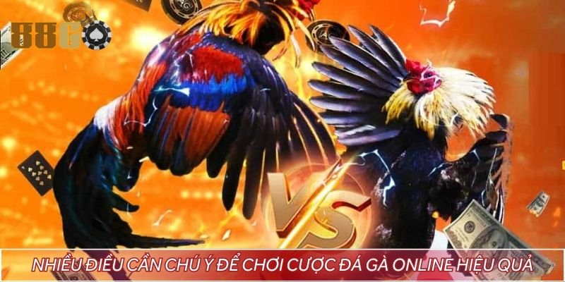 Nhiều điều cần chú ý để chơi cược đá gà online hiệu quả